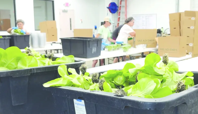 Cyclospora outbreak reaches 3 more states